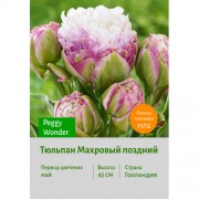 Тюльпан Махровый поздний Peggy Wonder