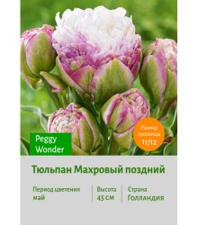 Тюльпан Махровый поздний Peggy Wonder