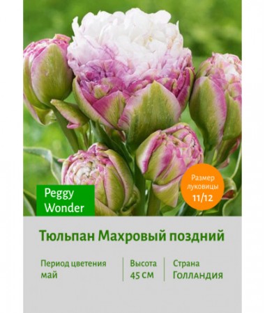 Тюльпан Махровый поздний Peggy Wonder