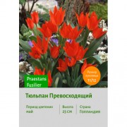 Тюльпан Превосходящий Praestans Fusilier