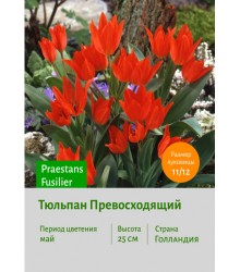Тюльпан Превосходящий Praestans Fusilier