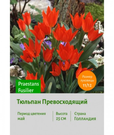 Тюльпан Превосходящий Praestans Fusilier