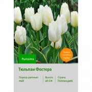 Тюльпан Фостера Purissima