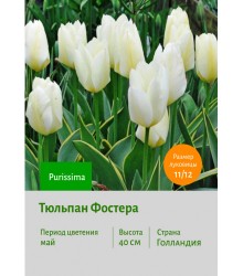 Тюльпан Фостера Purissima