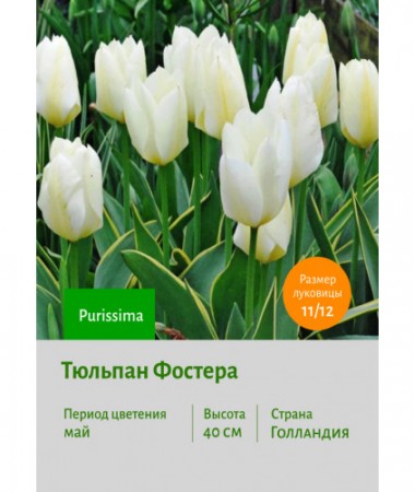 Тюльпан Фостера Purissima