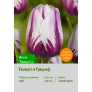 Тюльпан Триумф Rems Favourite