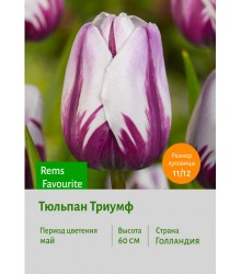 Тюльпан Триумф Rems Favourite