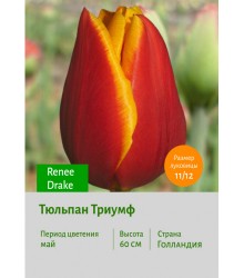 Тюльпан Триумф Renee Drake
