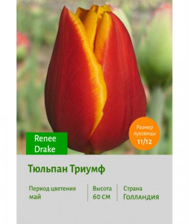 Тюльпан Триумф Renee Drake