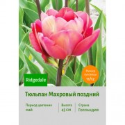 Тюльпан Махровый поздний Ridgedale