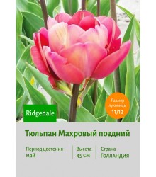 Тюльпан Махровый поздний Ridgedale
