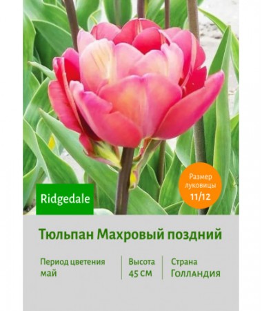 Тюльпан Махровый поздний Ridgedale