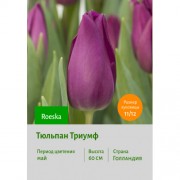 Тюльпан Триумф Roeska