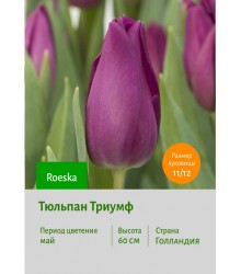 Тюльпан Триумф Roeska