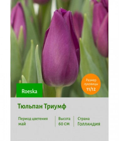 Тюльпан Триумф Roeska