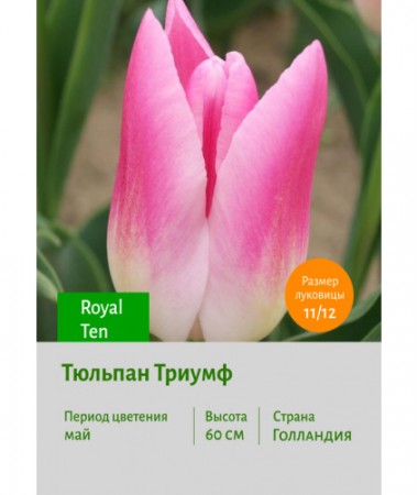 Тюльпан Триумф Royal Ten