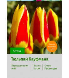Тюльпан Кауфмана Stresa