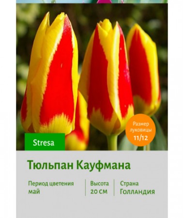 Тюльпан Кауфмана Stresa