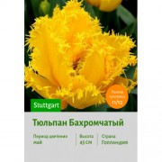 Тюльпан Бахромчатый Stuttgart