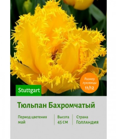 Тюльпан Бахромчатый Stuttgart
