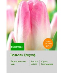 Тюльпан Триумф Supermodel