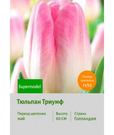 Тюльпан Триумф Supermodel