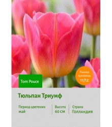 Тюльпан Триумф Tom Pouce
