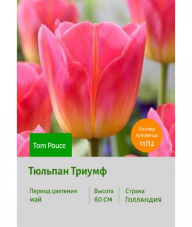 Тюльпан Триумф Tom Pouce