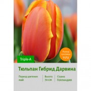 Тюльпан Гибрид Дарвина Triple-A