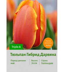 Тюльпан Гибрид Дарвина Triple-A