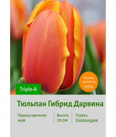 Тюльпан Гибрид Дарвина Triple-A