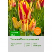 Тюльпан Многоцветковый Wonder Club