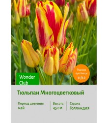 Тюльпан Многоцветковый Wonder Club