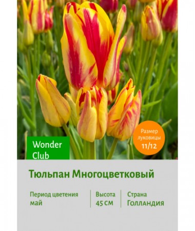 Тюльпан Многоцветковый Wonder Club