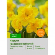 Нарцисс Разрезнокорончатый Yellow Parrot