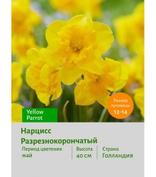 Нарцисс Разрезнокорончатый Yellow Parrot