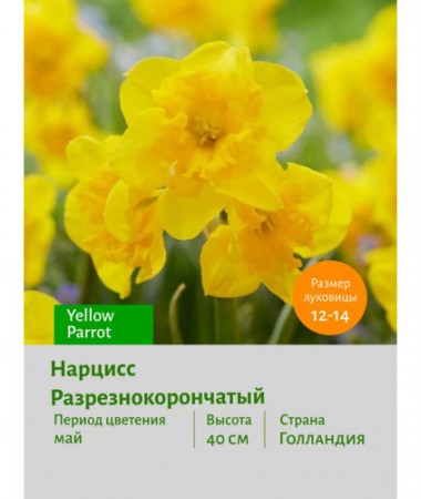 Нарцисс Разрезнокорончатый Yellow Parrot