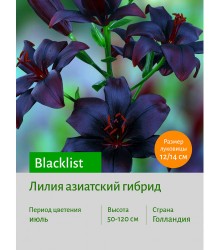 Лилия Blacklist