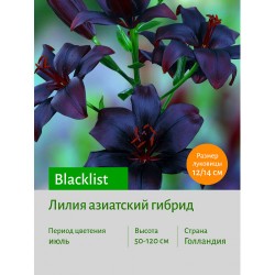 Лилия Blacklist