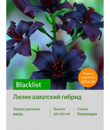 Лилия Blacklist