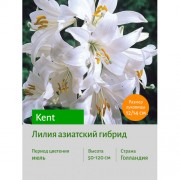 Лилия Kent