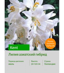 Лилия Kent