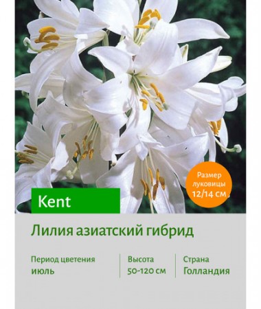 Лилия Kent