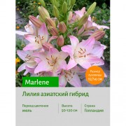Лилия Marlene