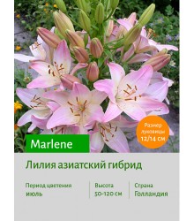 Лилия Marlene