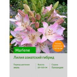 Лилия Marlene