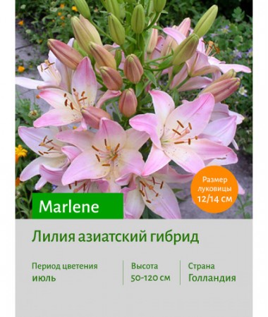 Лилия Marlene