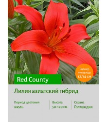 Лилия Red County