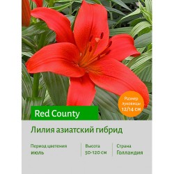 Лилия Red Highland