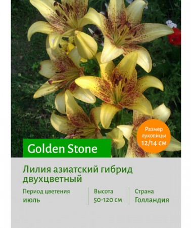 Лилия Golden Stone
